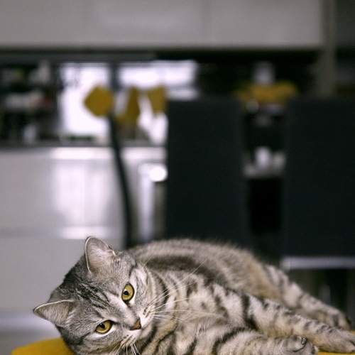 Photo #12218311