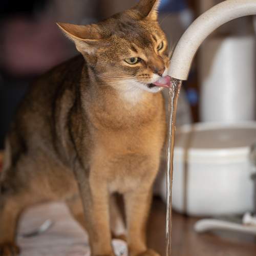 Photo #12218888
