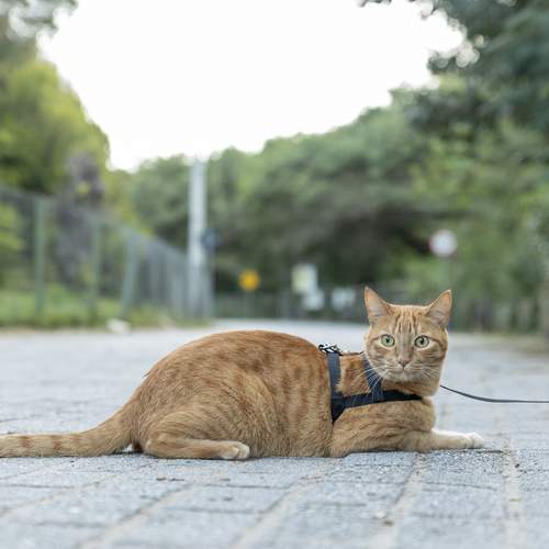 Photo #12218931