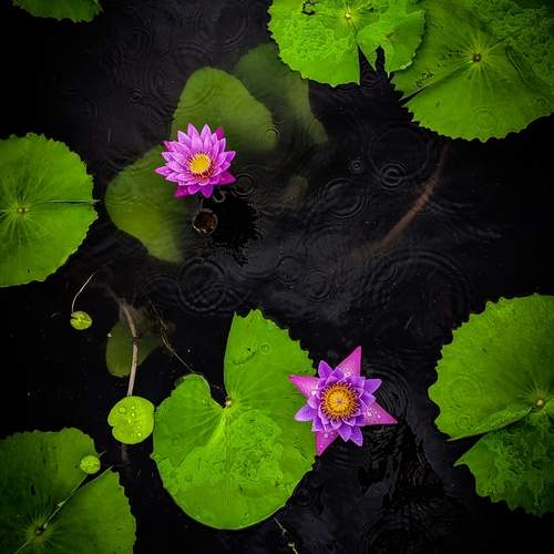 Photo #12219024