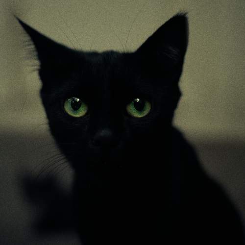 Фотография #12219053