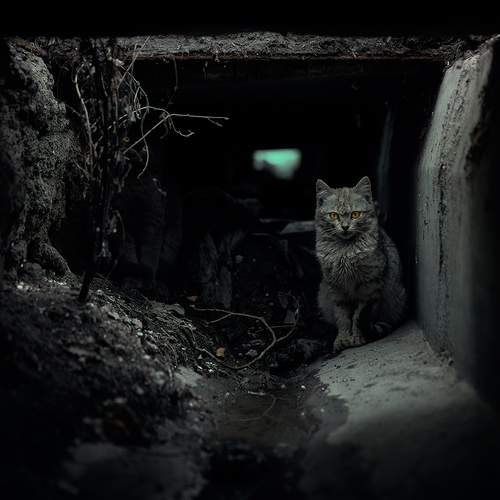 Фотография #12219076