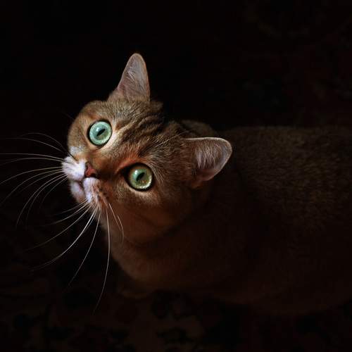 Photo #12219338