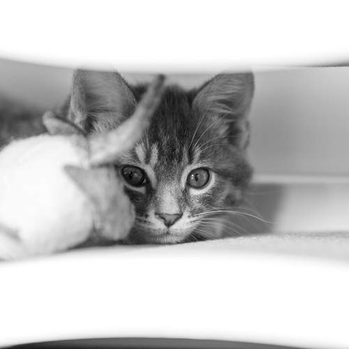 Photo #12220754