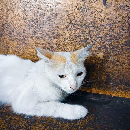 Photo #12220997
