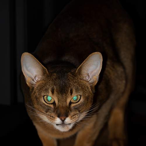 Photo #12221026