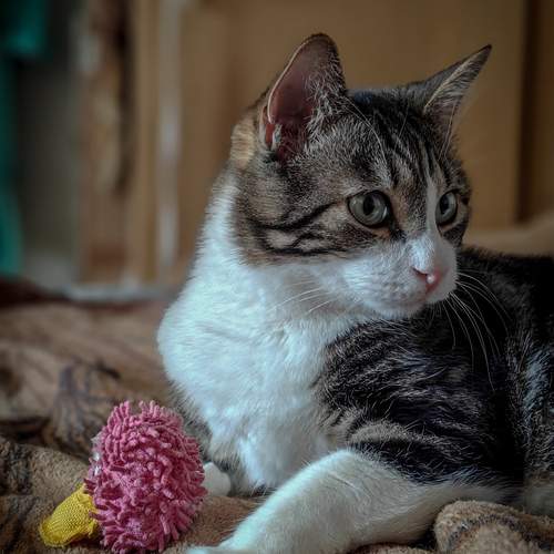 Photo #12221052