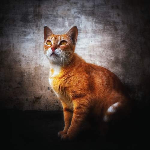 Photo #12221984