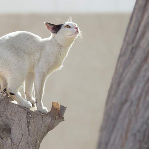 An eye on the prey