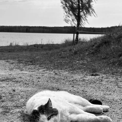 Photo #12223858