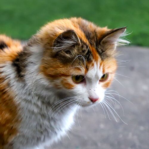Photo #12224130