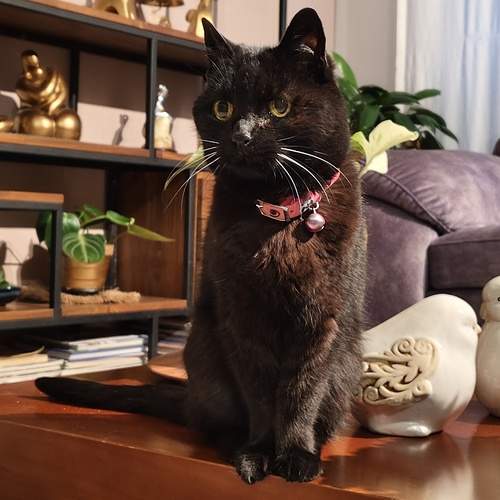 Photo #12224536