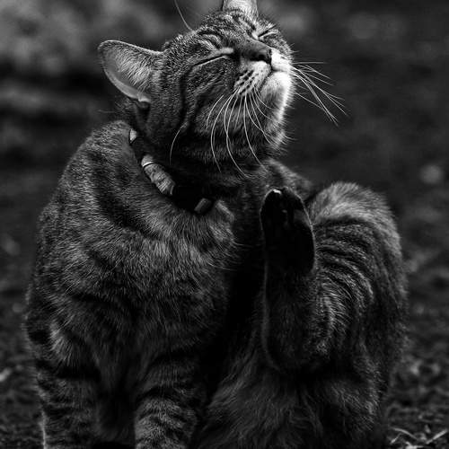 Photo #12225721