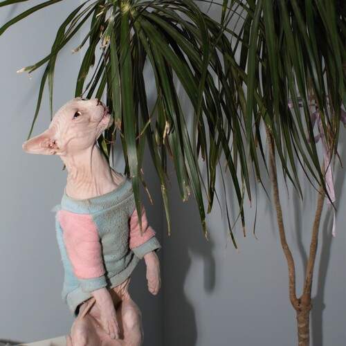Photo #12226053
