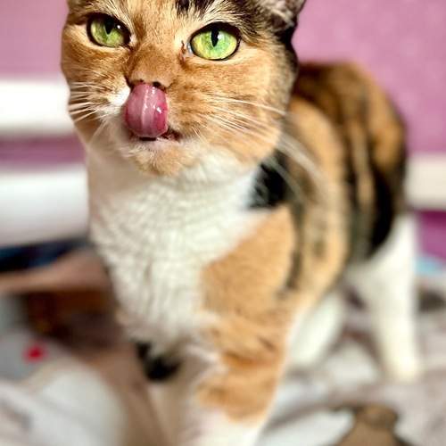 Photo #12226172
