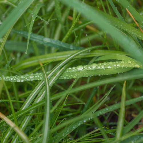 Silver Drops of Dawn