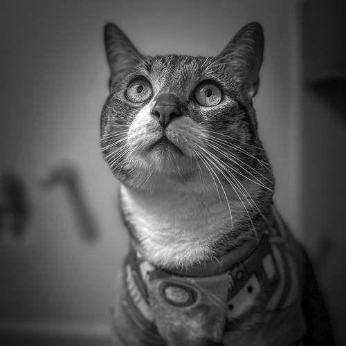 The Silent Guardian