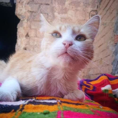 Photo #12227725