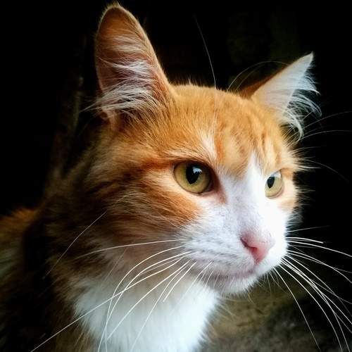Photo #12227726