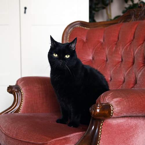 Photo #12227903