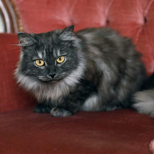 Photo #12227904