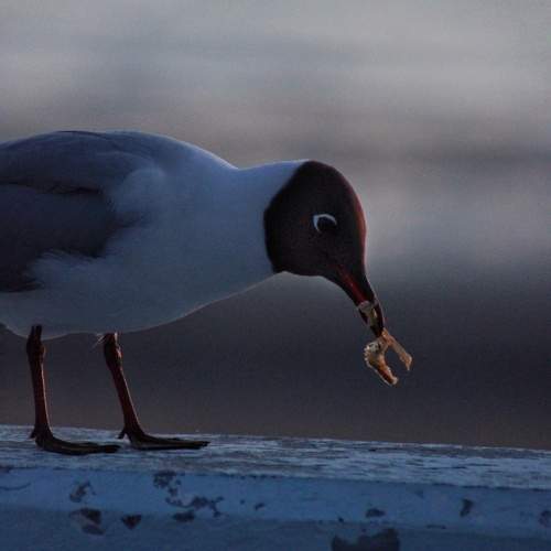 Photo #12228180