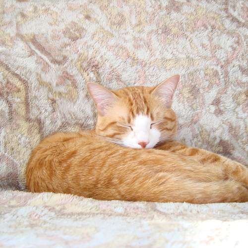 Photo #12229672