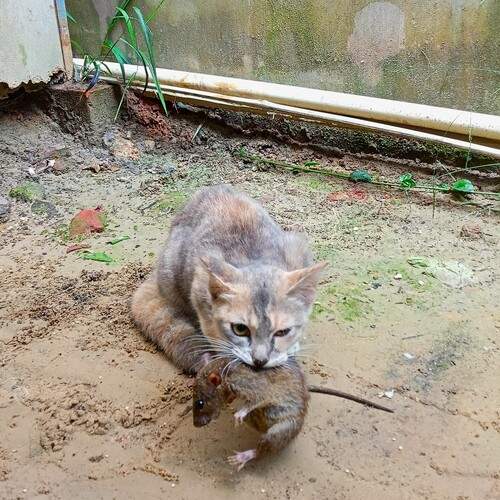 Photo #12229813