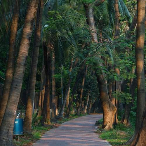 Whispers of the Silent Path”
