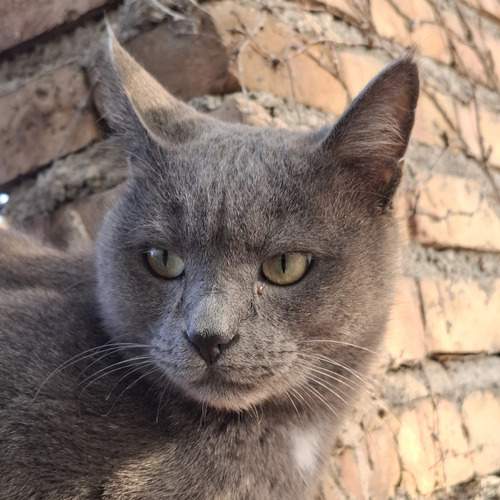 Photo #12230058