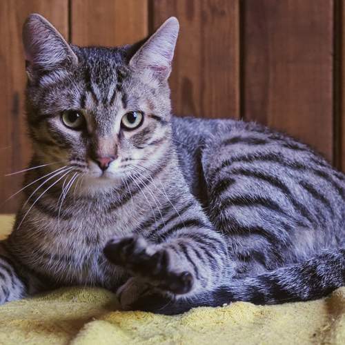 Photo #12230401