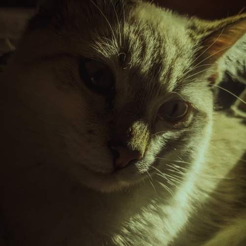Photo #12230497