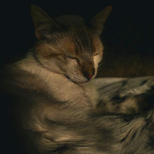 Photo #12230501