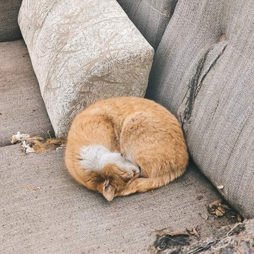 Photo #12230565