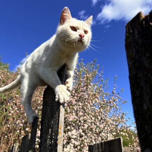 Photo #12230821