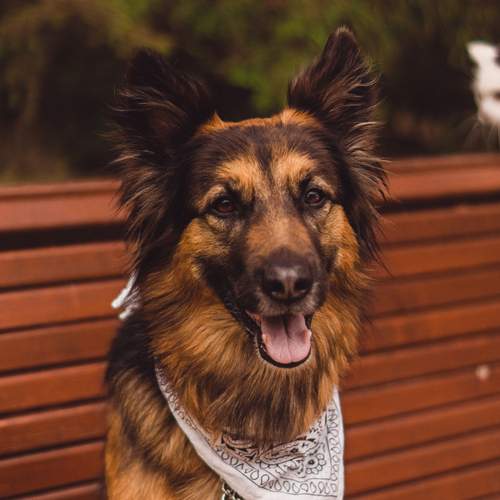 Photo #12230843