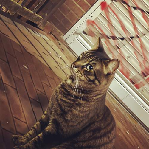 Photo #12230937