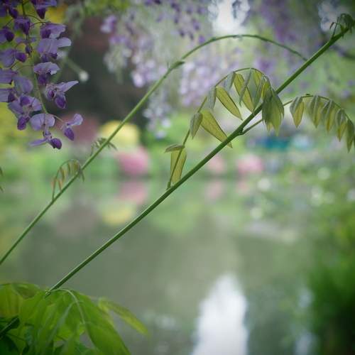 Photo #12230973