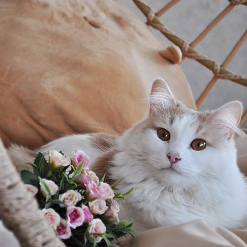Photo #12231021