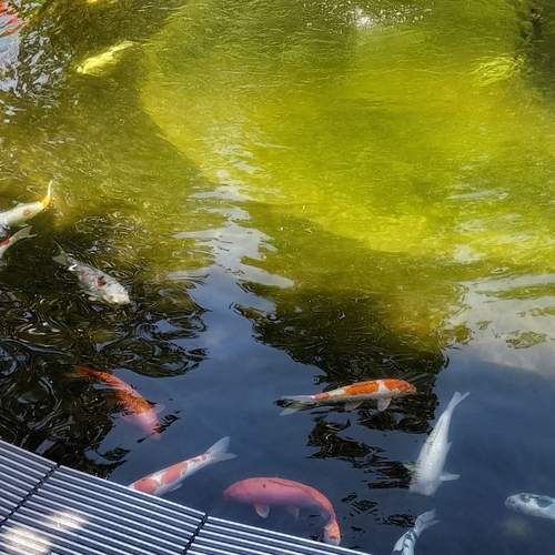 Photo #12231040