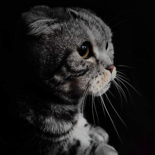 Photo #12231189