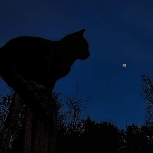 Photo #12231301