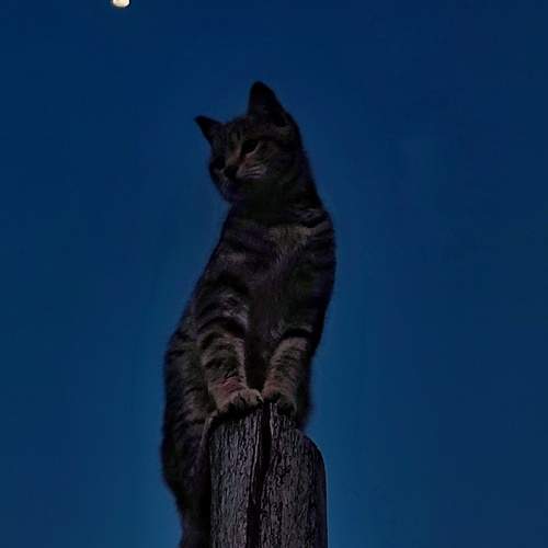 Photo #12231303