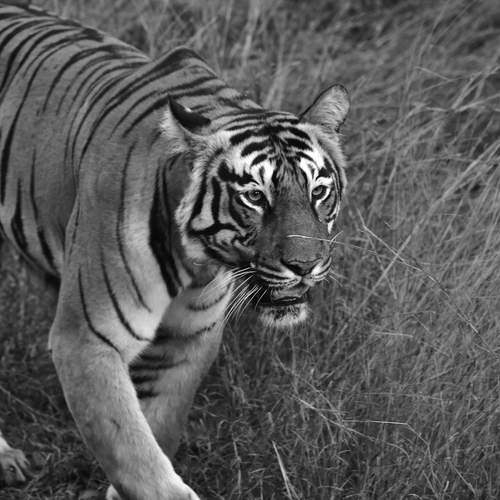 Photo #12231352
