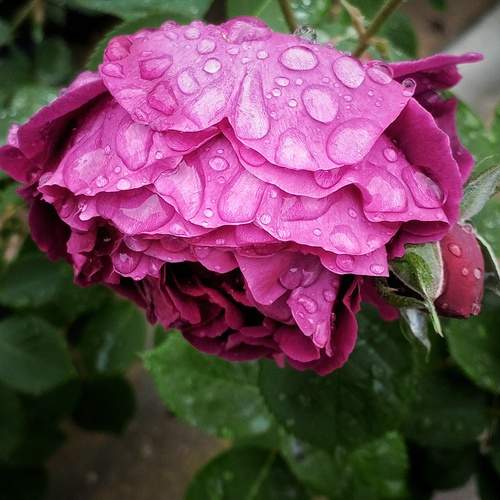 Photo #12231418