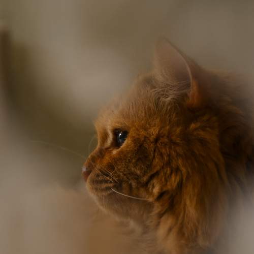 Photo #12231521