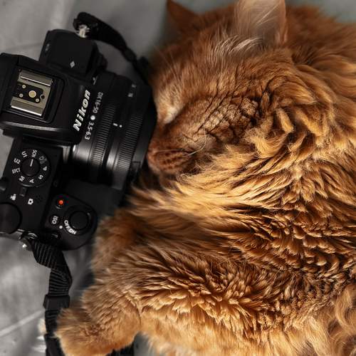 Photo #12231522