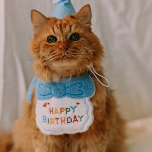 Photo #12231523