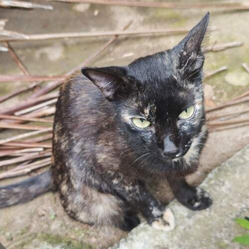 Photo #12231585
