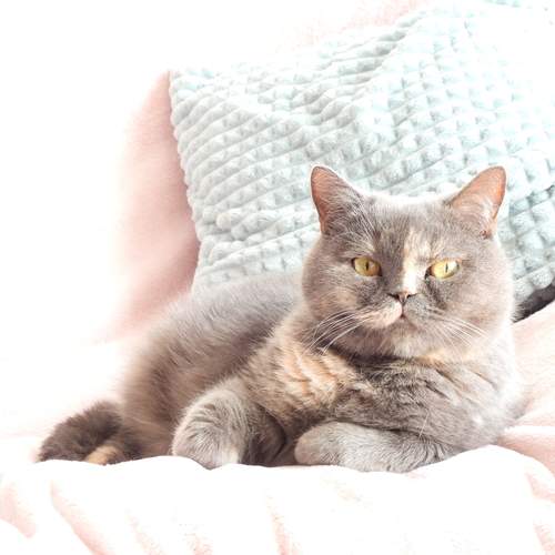 Photo #12231687